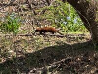 Mink
