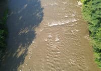 Million Grown Wave