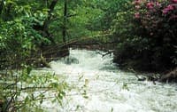 (RM) Log filled portage