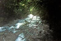 (RM) Deep In The Bush