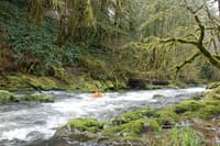 S.F. Alsea