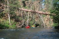 White River Wood