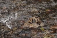 Condit Dam Remains