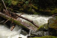 Log Jam