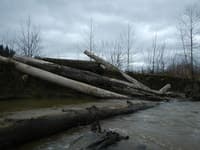 Engineered Wood Structures with Cable