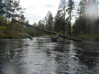 Row Boat in the Tree