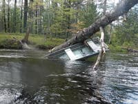 Row Boat in the Tree