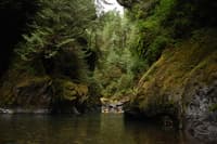 Quinault Gorge