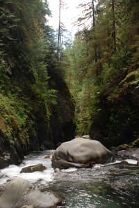 Quinault Gorge