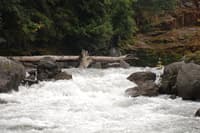 Elwha Canyon Rapid