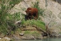 Wild Bull