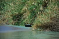 Cane on the Lower Canyons