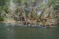 Strainer Tree