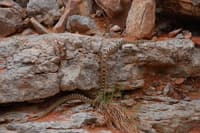 King Snake