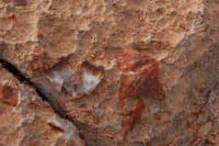 Fossils at Fossil Camp