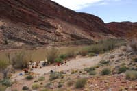 Fossil Camp