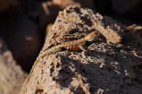Collared Lizard