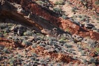 Find the Sheep