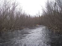 Deep Bush Marsh