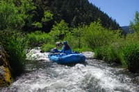 Rainie Falls, Fish Ladder