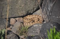 Rattlesnake