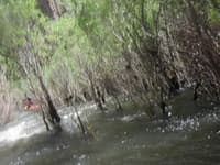 Willows