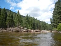 Riverwide Log Jam