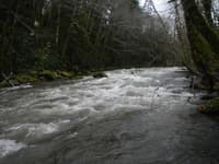 Island Rapid