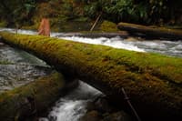 Engineered Log Jam