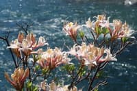 Azaela in Bloom