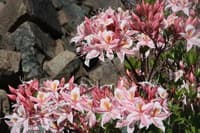 Azaela in Bloom