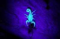 Scorpion at Bass Camp