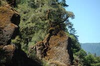 Tree Rock