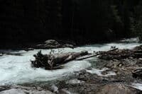 Large Log in the Landing Zone of Rooster Tail