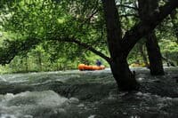 Rafting Through the Forest
