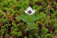 Flowers on the Tundra