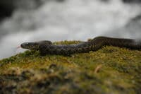 Snake at Jenny Creek