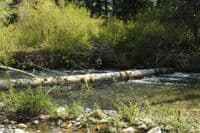 Cottonwood Portage