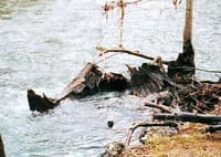 (RM) Dead Elbow Tree