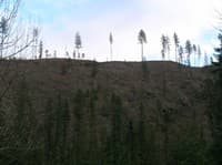 Marble_Logging_4