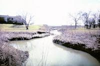 Typical Furneaux Creek (dry)