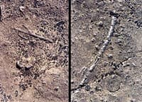 (RM) Rock Island Fossils