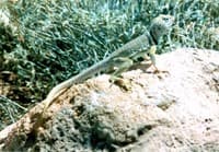 Grand Canyon Denizen