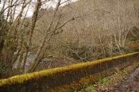 Forest Road 29 Bridge