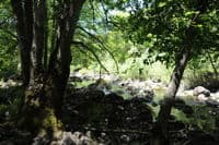 Trees in the Channel