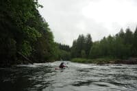 Rapid on the Cispus