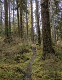 Mossy old growth