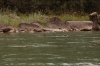 Otters at Play