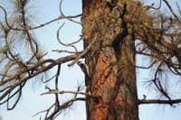Woodpecker at Ice House