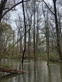 The Flooded Forest 